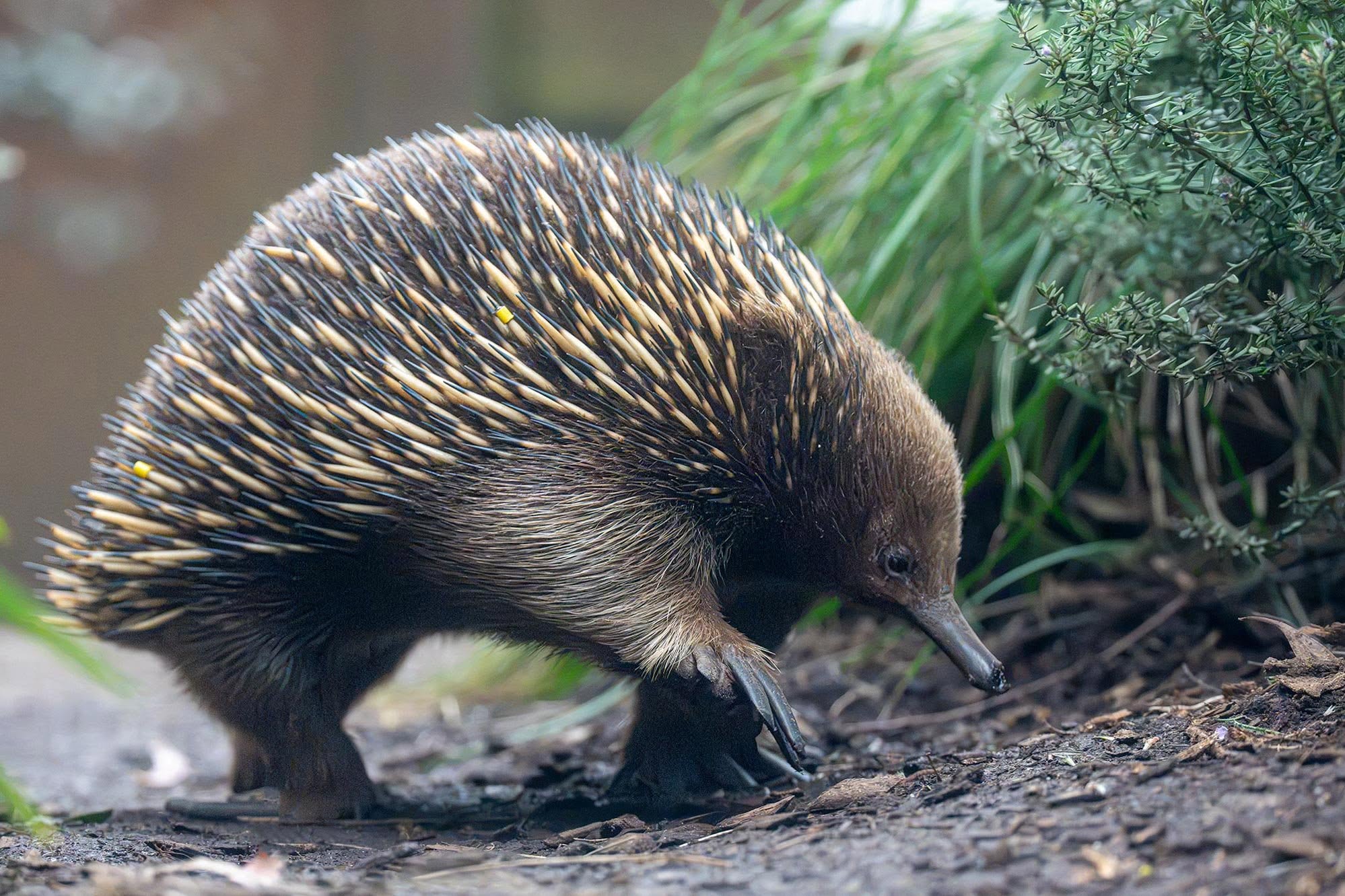 Der Ameisenigel: Australiens stacheliges Naturwunder