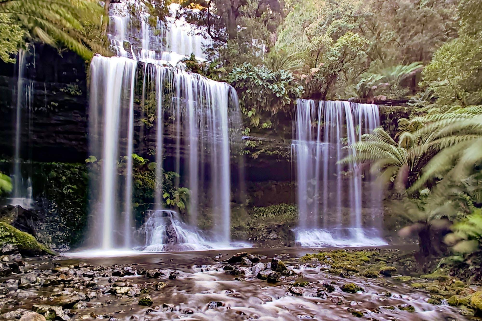 Wo die Bäume den Himmel berühren – ein märchenhafter Wald in Tasmanien.