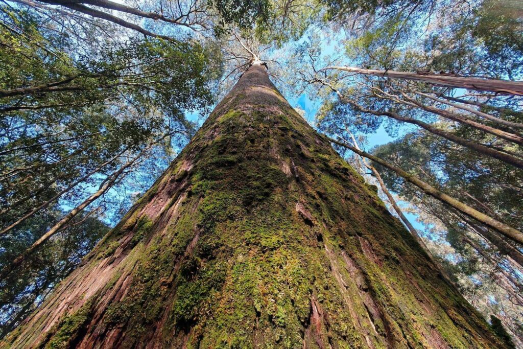 Wo die Bäume den Himmel berühren – ein märchenhafter Wald in Tasmanien.