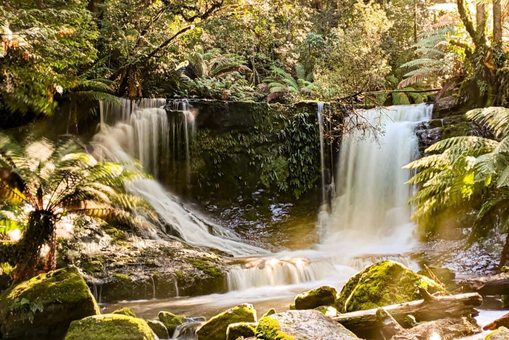 Wo die Bäume den Himmel berühren – ein märchenhafter Wald in Tasmanien.