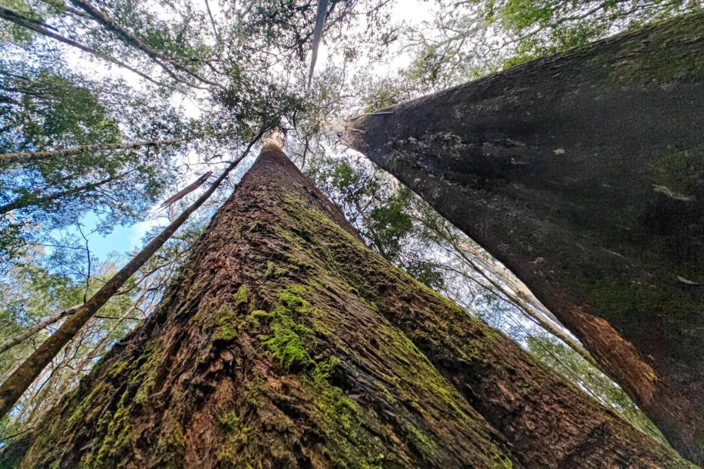 Wo die Bäume den Himmel berühren – ein märchenhafter Wald in Tasmanien.
