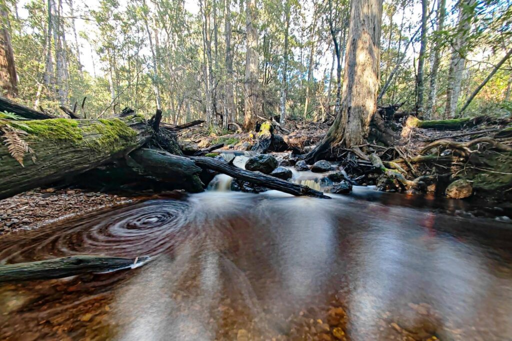 Wo die Bäume den Himmel berühren – ein märchenhafter Wald in Tasmanien.