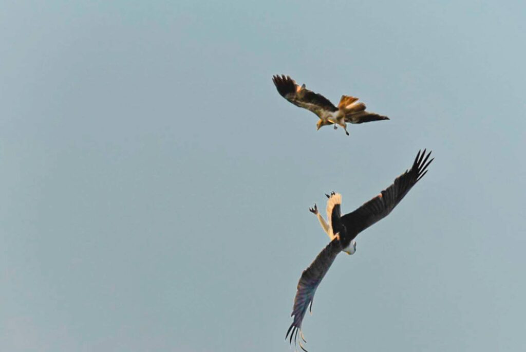 Luftkampf in der Wildnis: Spektakuläre Fotoreise im Northern Territory.