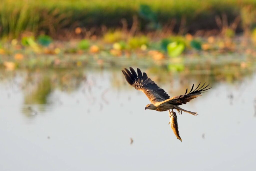Luftkampf in der Wildnis: Spektakuläre Fotoreise im Northern Territory.