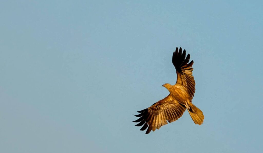 Luftkampf in der Wildnis: Spektakuläre Fotoreise im Northern Territory.