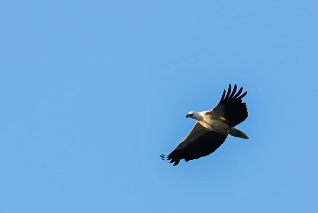 Luftkampf in der Wildnis: Spektakuläre Fotoreise im Northern Territory.