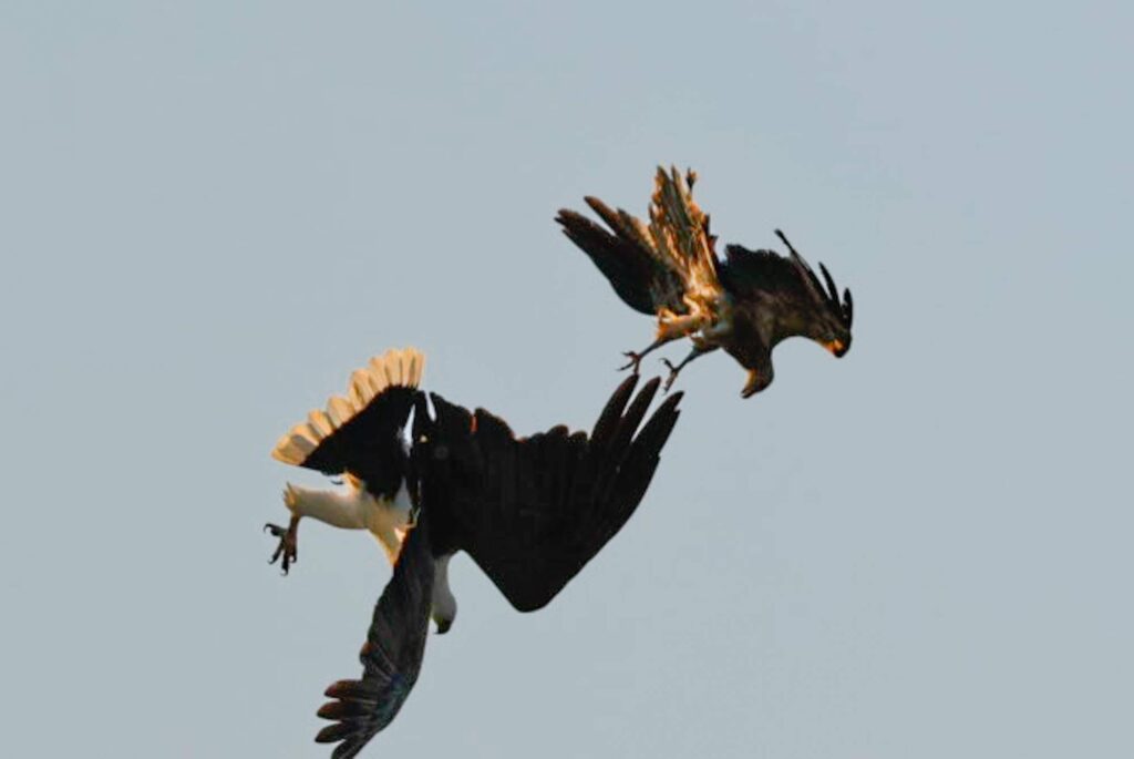 Luftkampf in der Wildnis: Spektakuläre Fotoreise im Northern Territory.