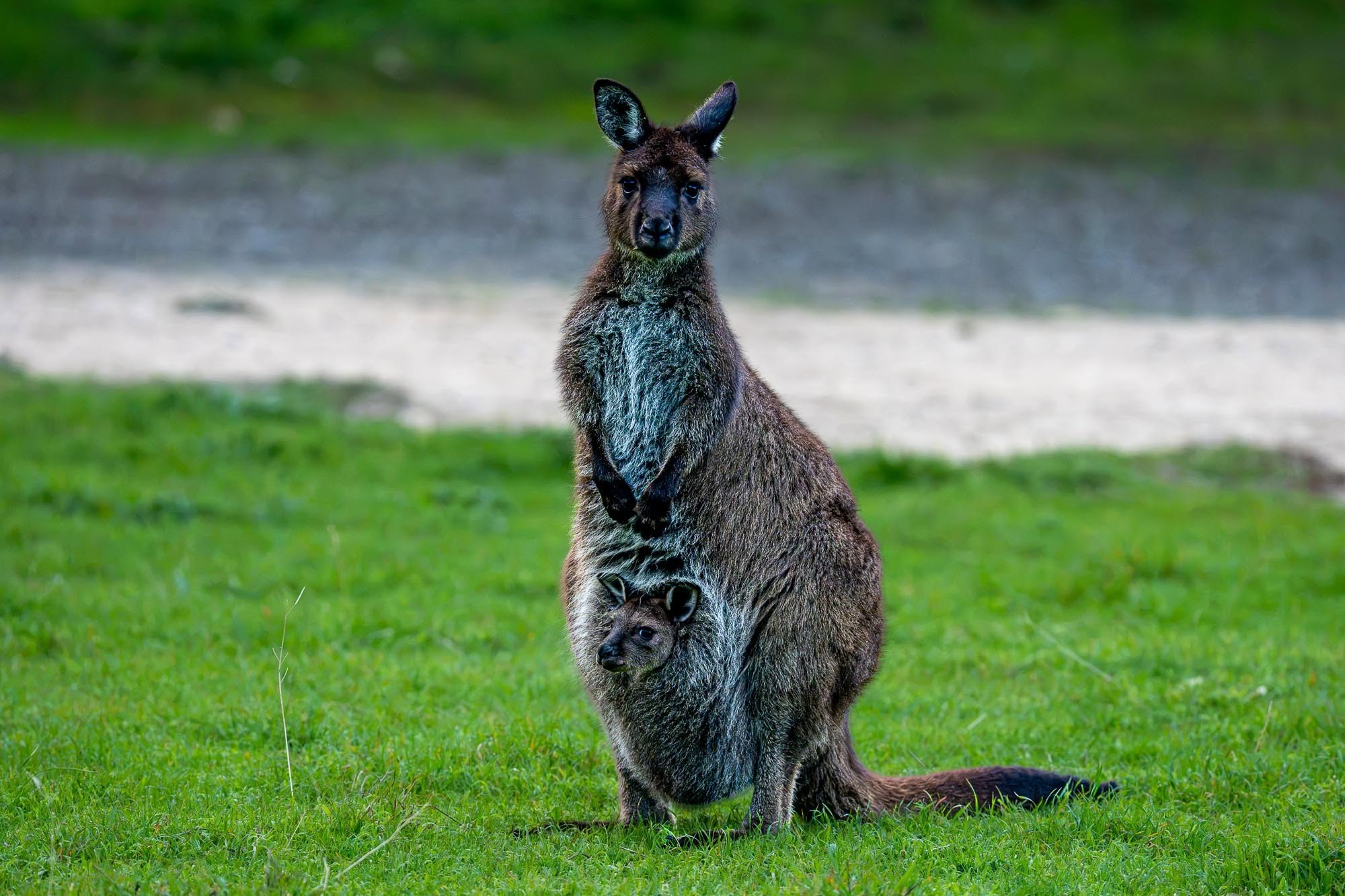 Kängurus in Australien: Die ikonischen Beuteltiere vor unserer Kamera