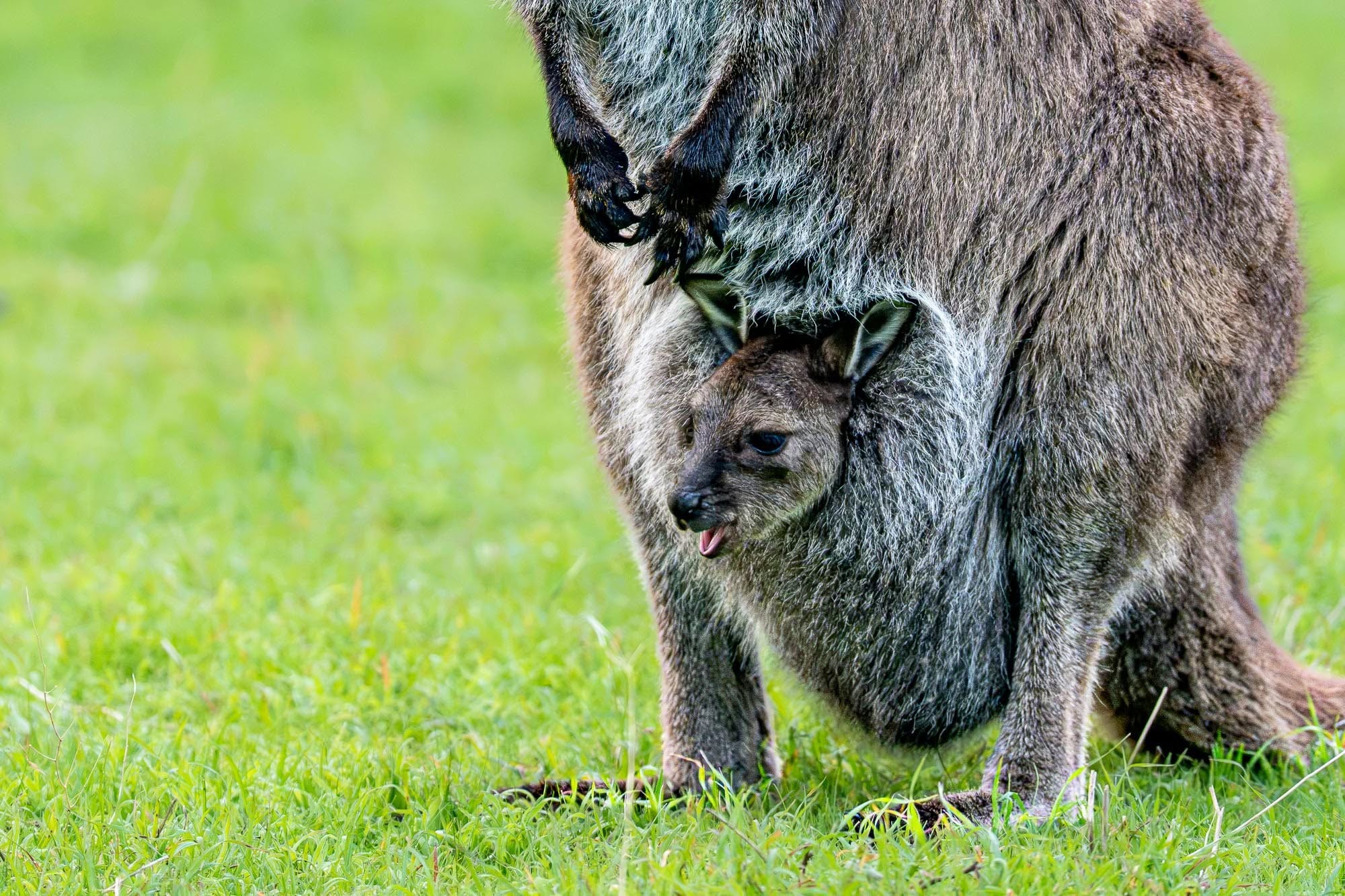 Kängurus in Australien: Die ikonischen Beuteltiere vor unserer Kamera
