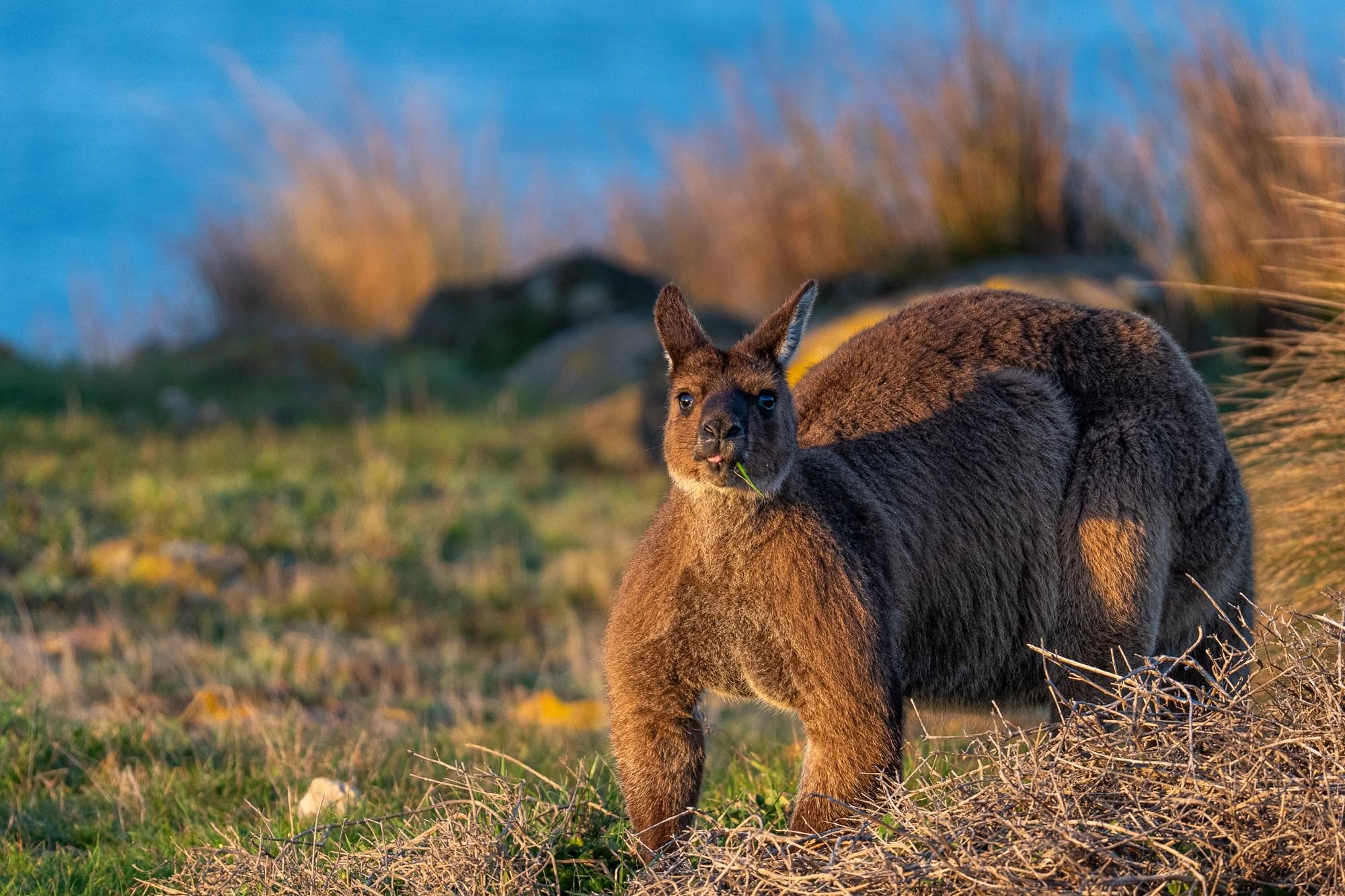 Kängurus in Australien: Die ikonischen Beuteltiere vor unserer Kamera