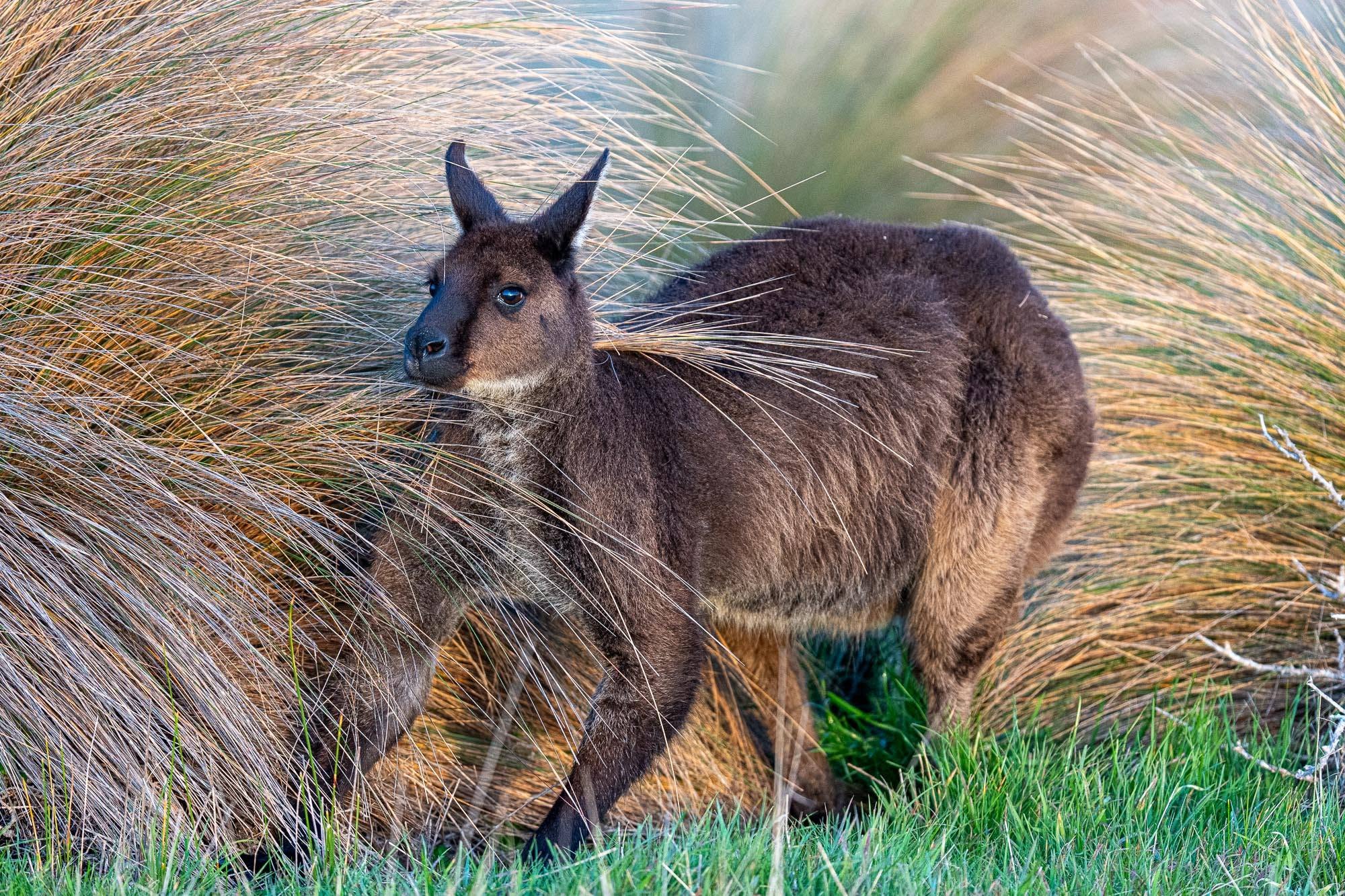 Kängurus in Australien: Die ikonischen Beuteltiere vor unserer Kamera