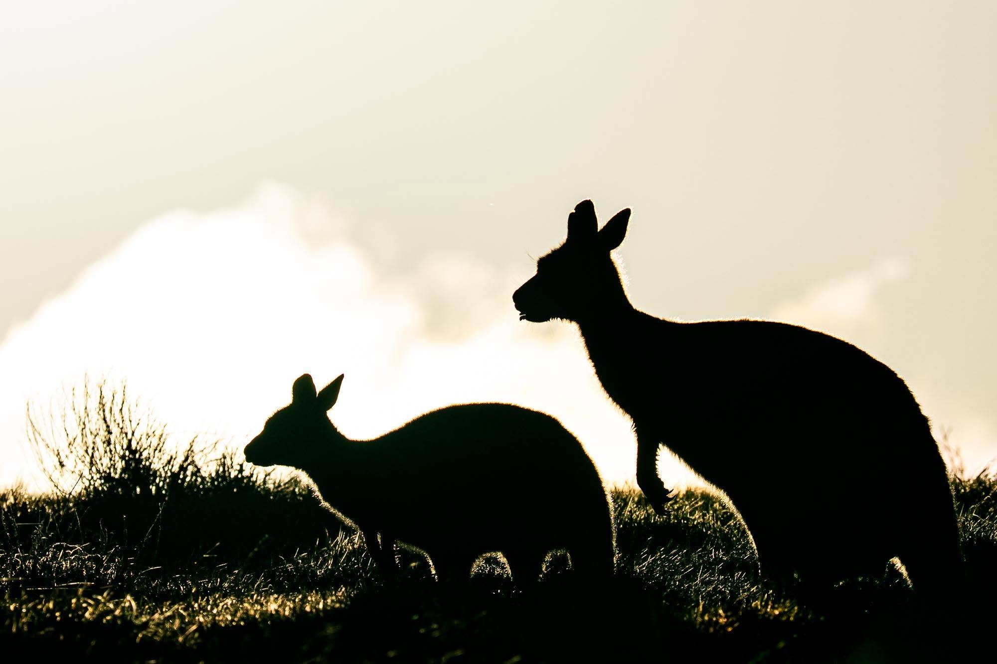 Kängurus in Australien: Die ikonischen Beuteltiere vor unserer Kamera