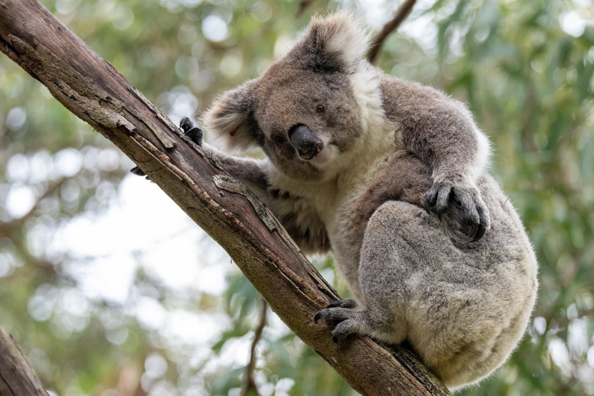 Koala-Paradies Raymond Island: Unvergessliche Momente auf unserer Fotosafari