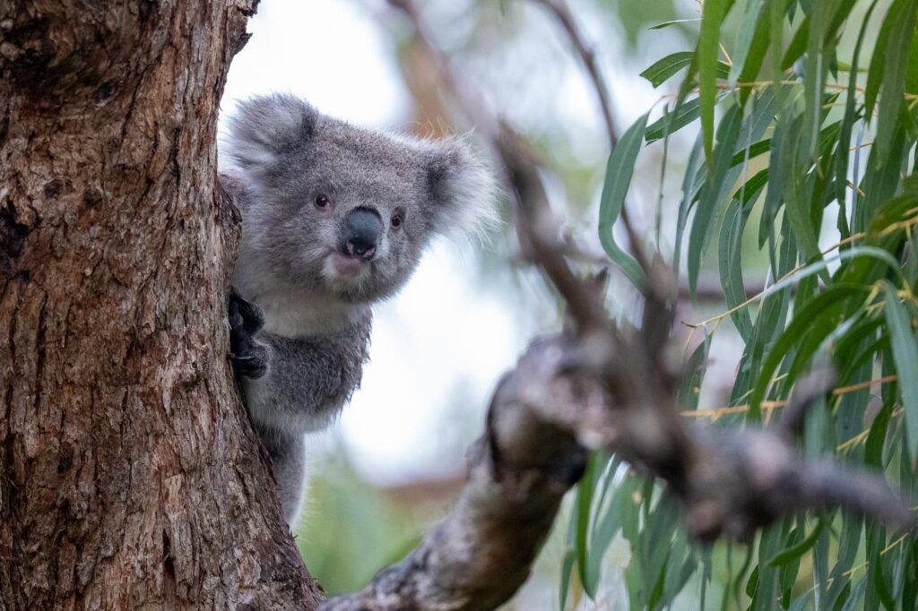 Koala-Paradies Raymond Island: Unvergessliche Momente auf unserer Fotosafari