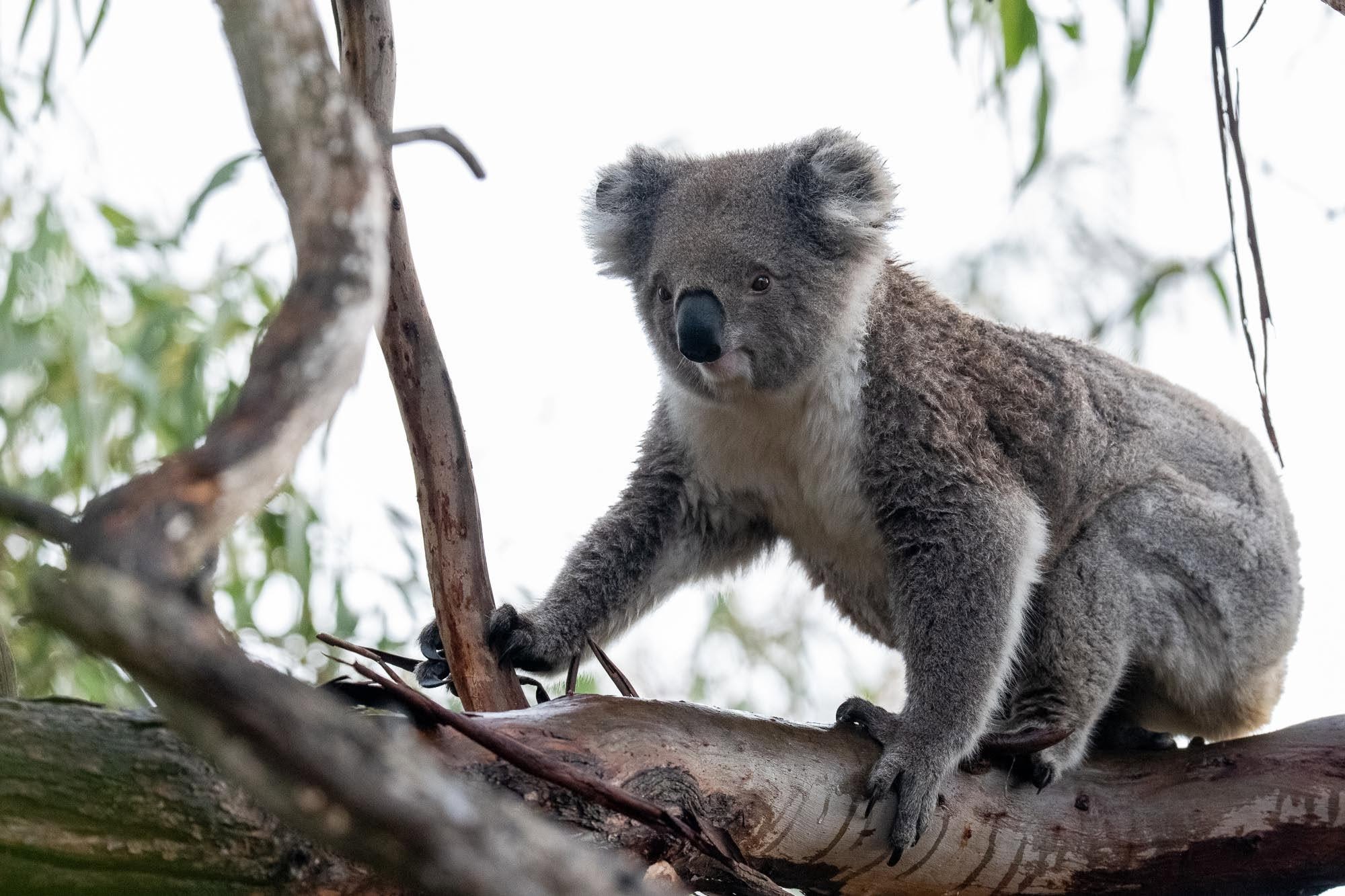 Koala-Paradies Raymond Island: Unvergessliche Momente auf unserer Fotosafari