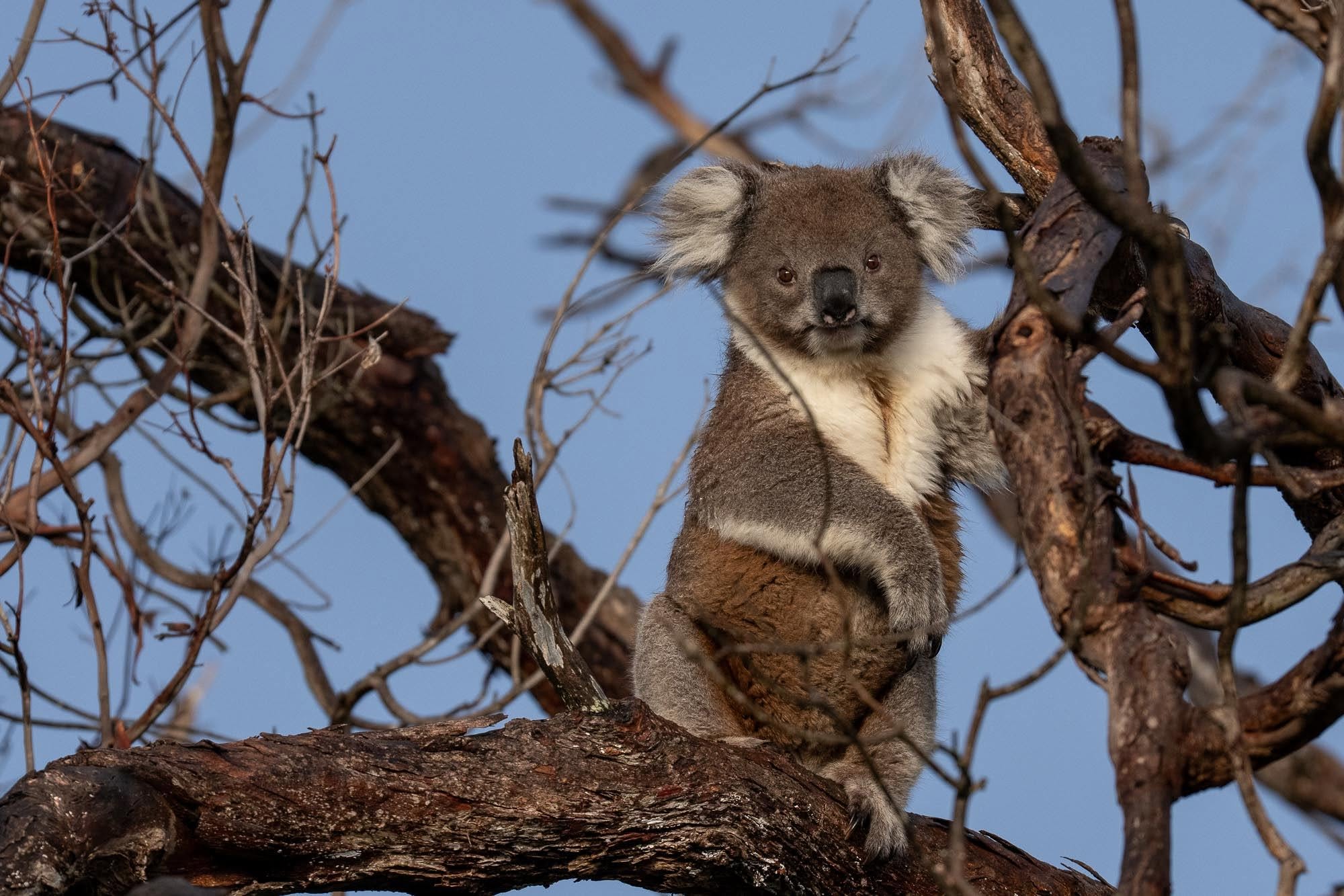 Koala-Paradies Raymond Island: Unvergessliche Momente auf unserer Fotosafari