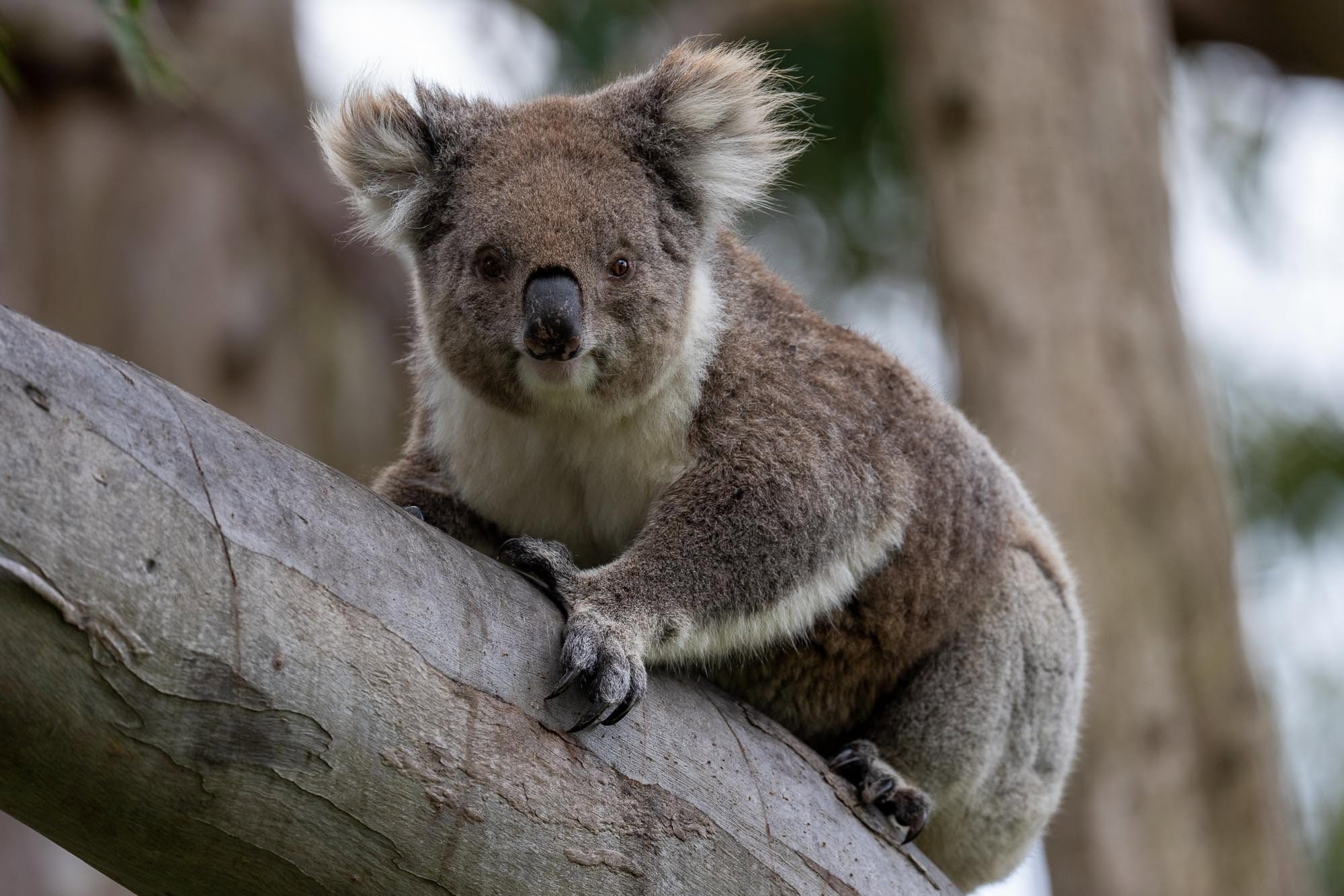 Koala-Paradies Raymond Island: Unvergessliche Momente auf unserer Fotosafari