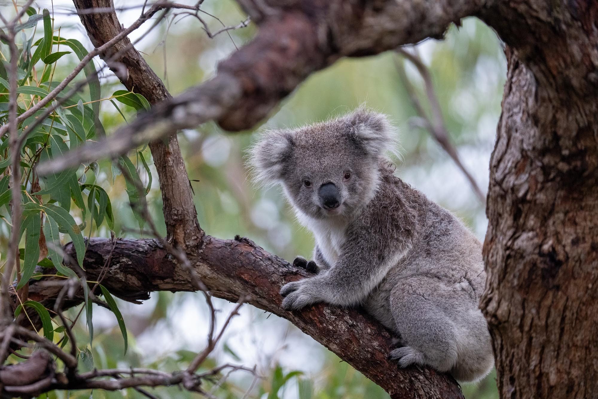 Koala-Paradies Raymond Island: Unvergessliche Momente auf unserer Fotosafari