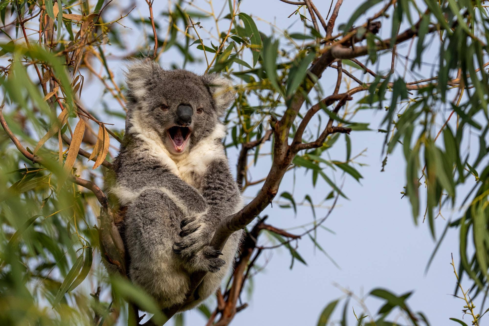 Koala-Paradies Raymond Island: Unvergessliche Momente auf unserer Fotosafari