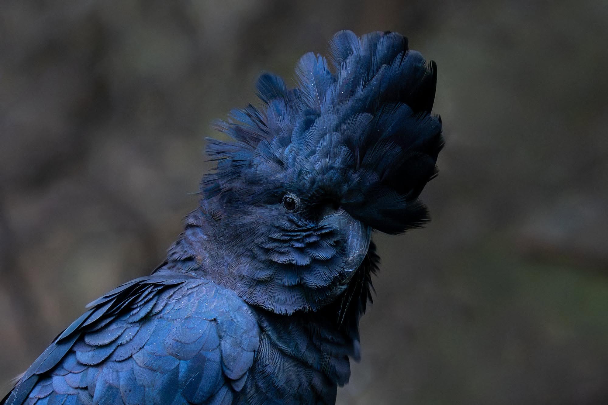 Das bunte Paradies: Die faszinierende Vogelwelt Australiens vor unserer Kamera.