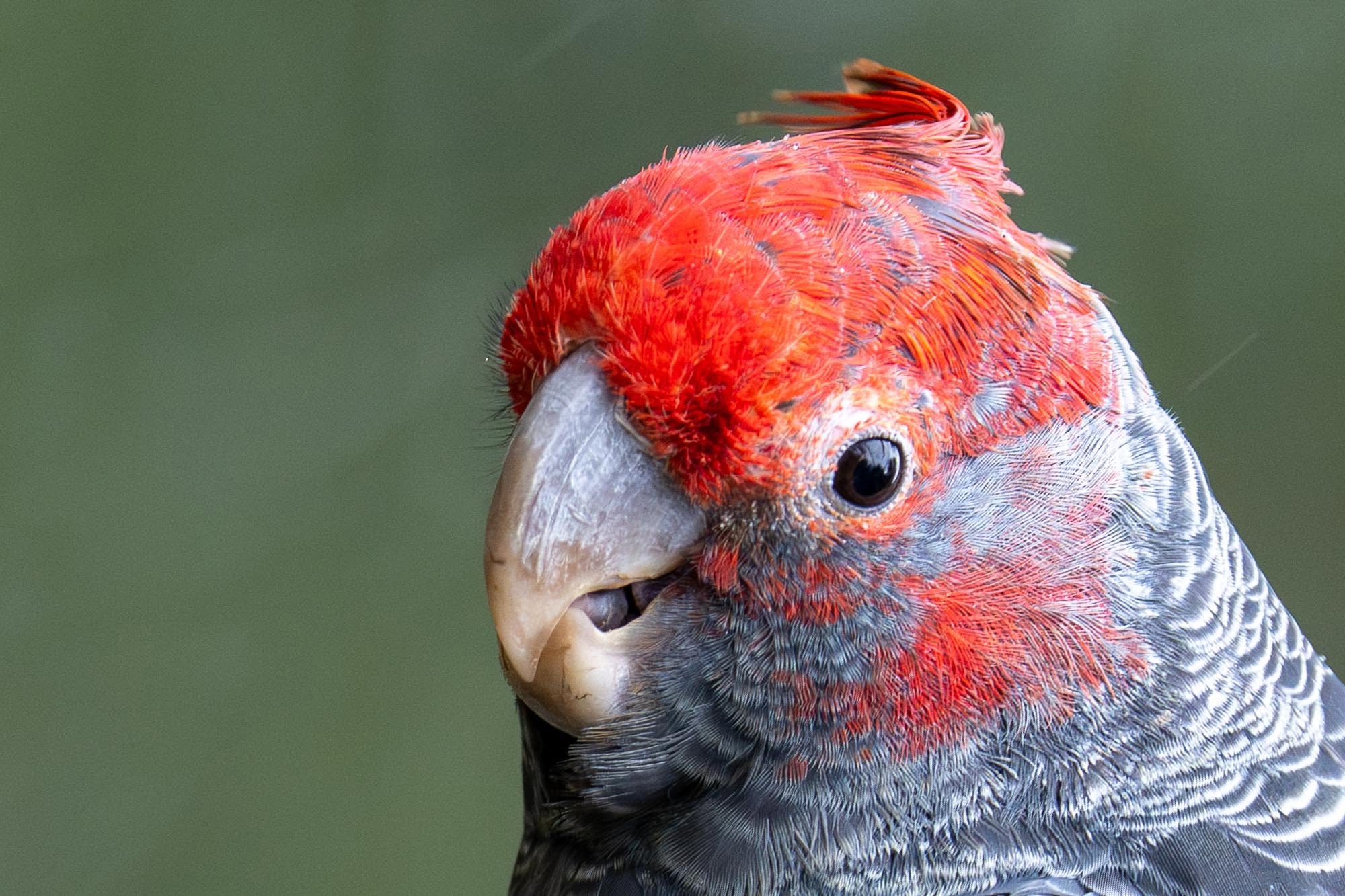 Das bunte Paradies: Die faszinierende Vogelwelt Australiens vor unserer Kamera.