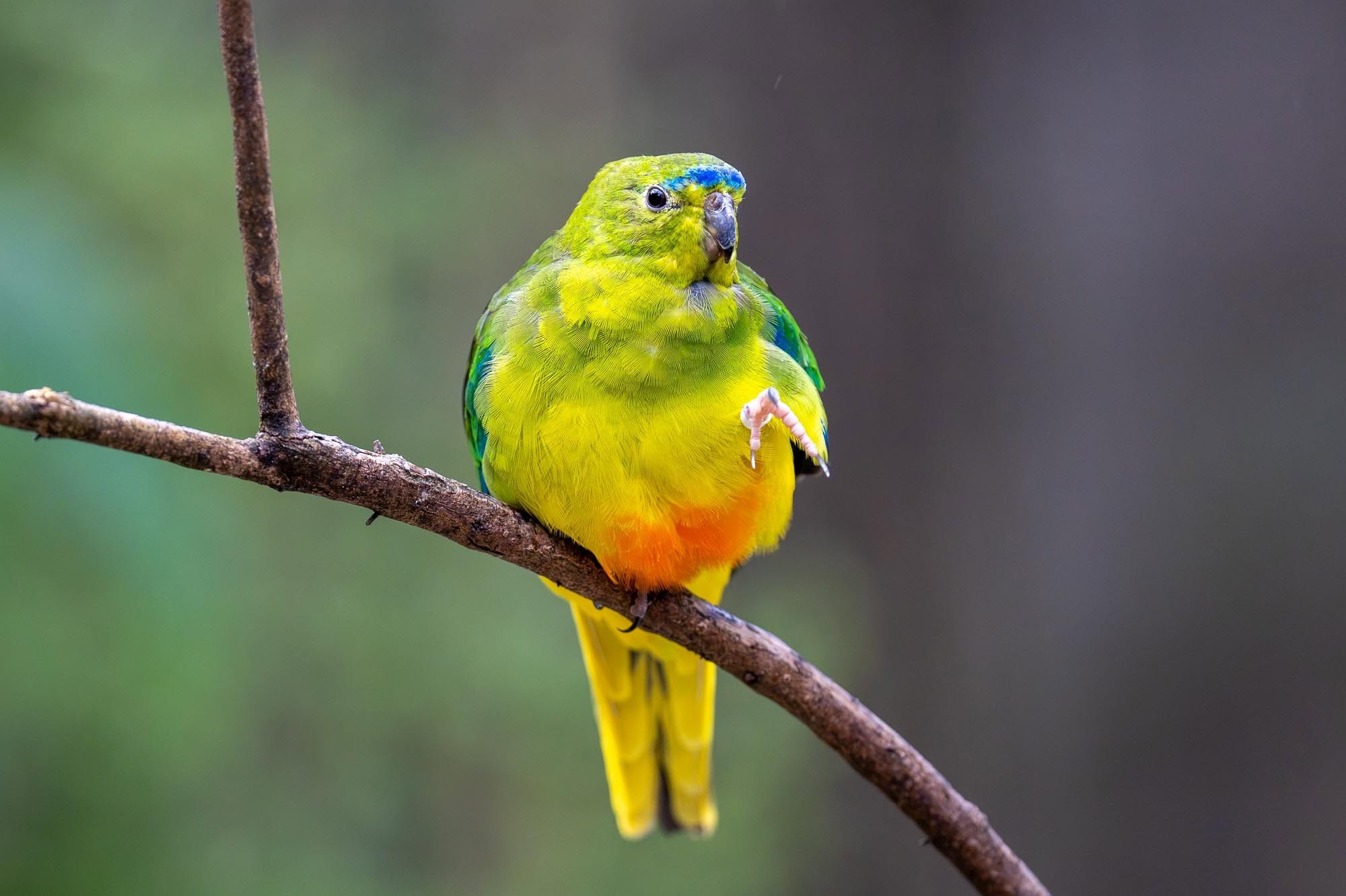 Das bunte Paradies: Die faszinierende Vogelwelt Australiens vor unserer Kamera.