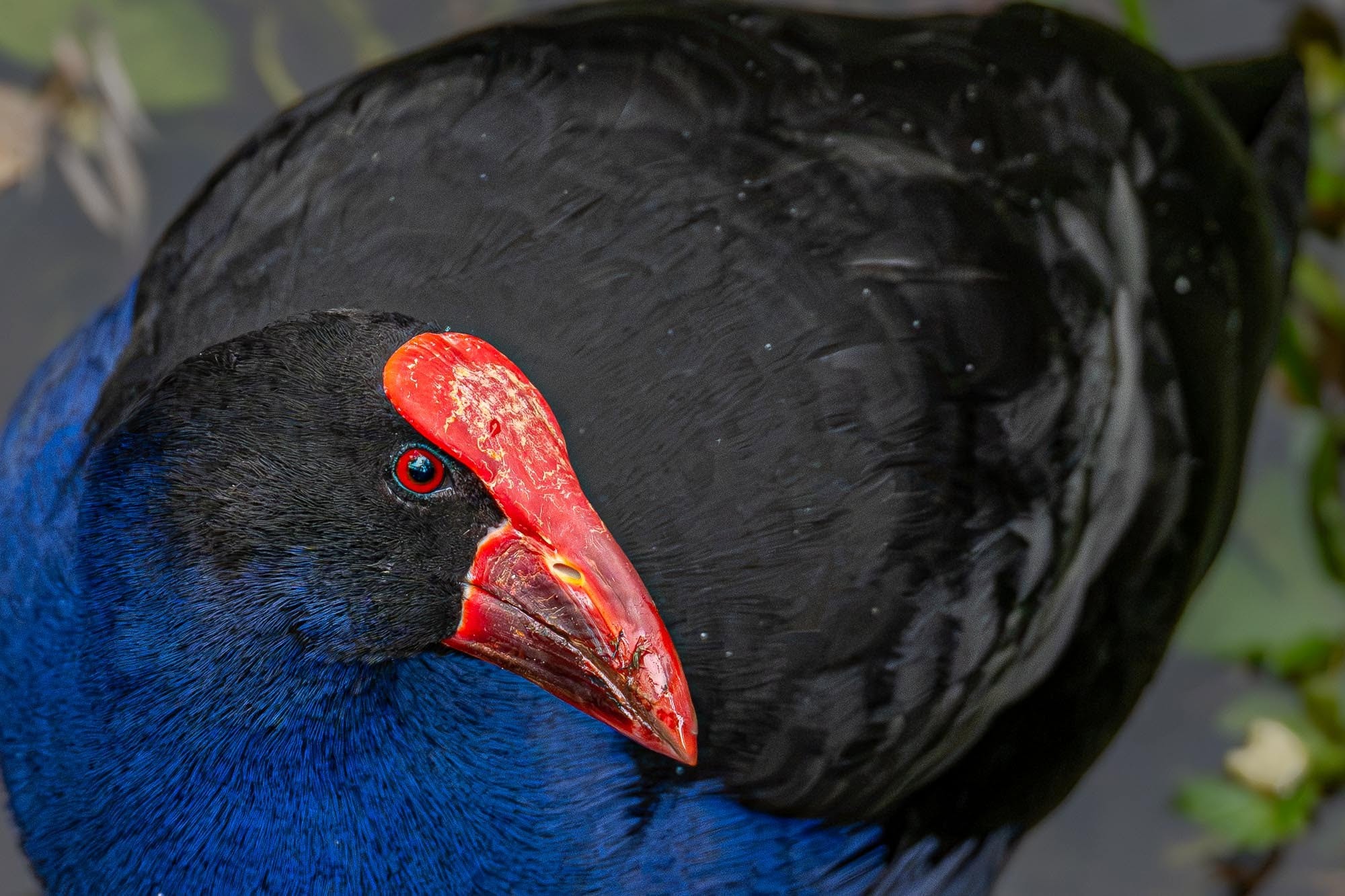 Das bunte Paradies: Die faszinierende Vogelwelt Australiens vor unserer Kamera.