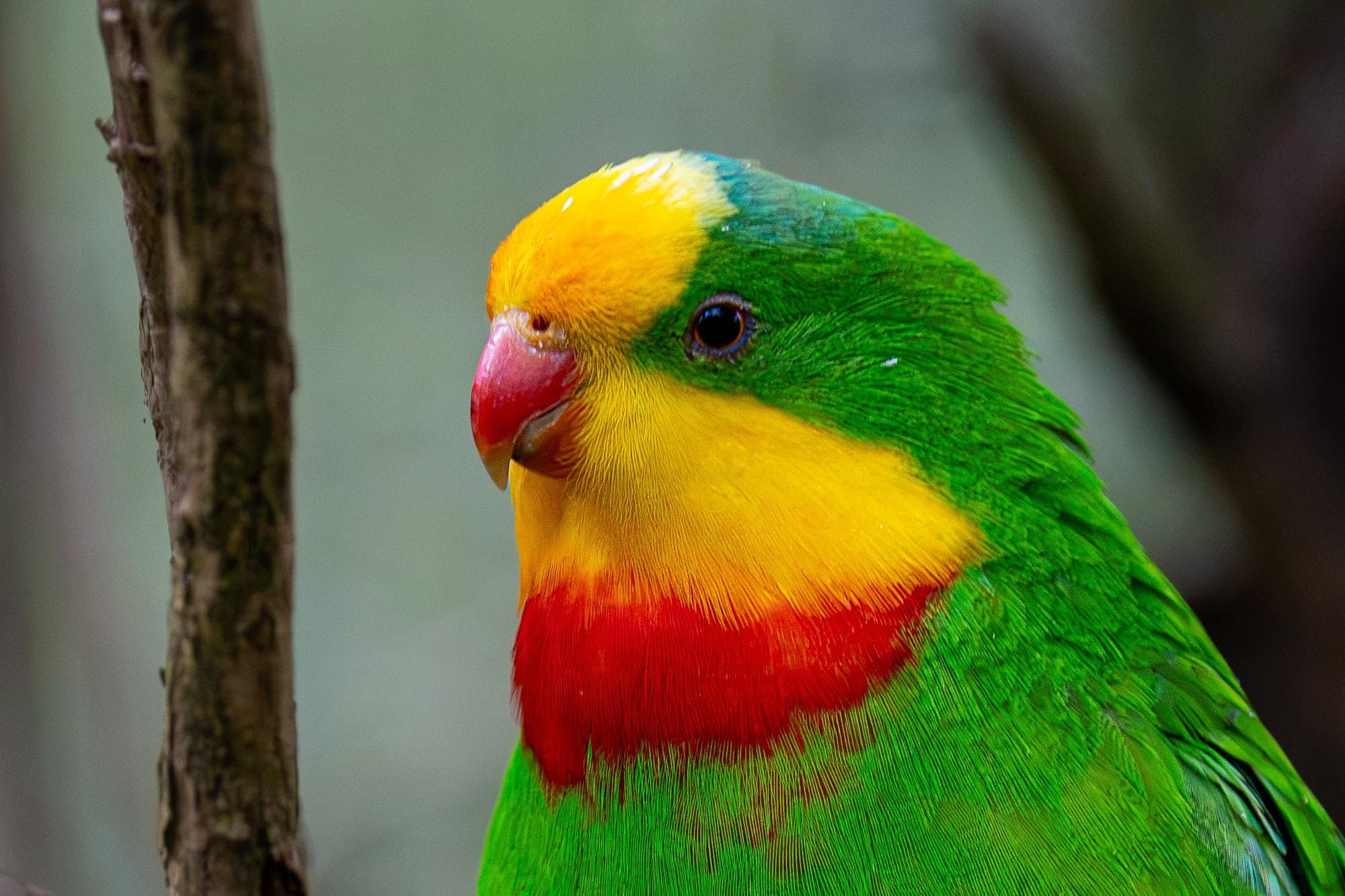 Das bunte Paradies: Die faszinierende Vogelwelt Australiens vor unserer Kamera.
