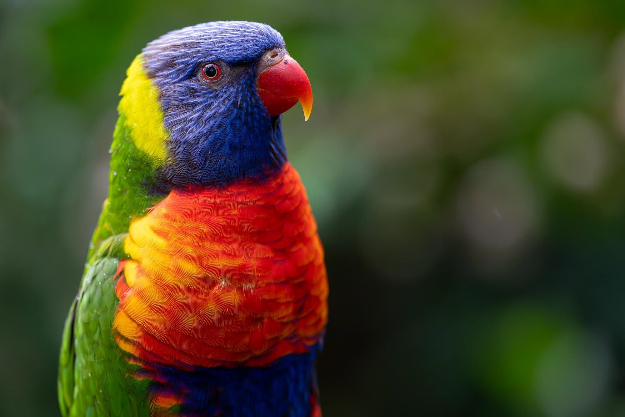 Das bunte Paradies: Die faszinierende Vogelwelt Australiens vor unserer Kamera.