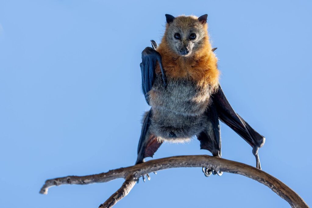 Die schrägste Fotosafari Australiens: Warum Flughunde plötzlich auf Ast-Party machen.