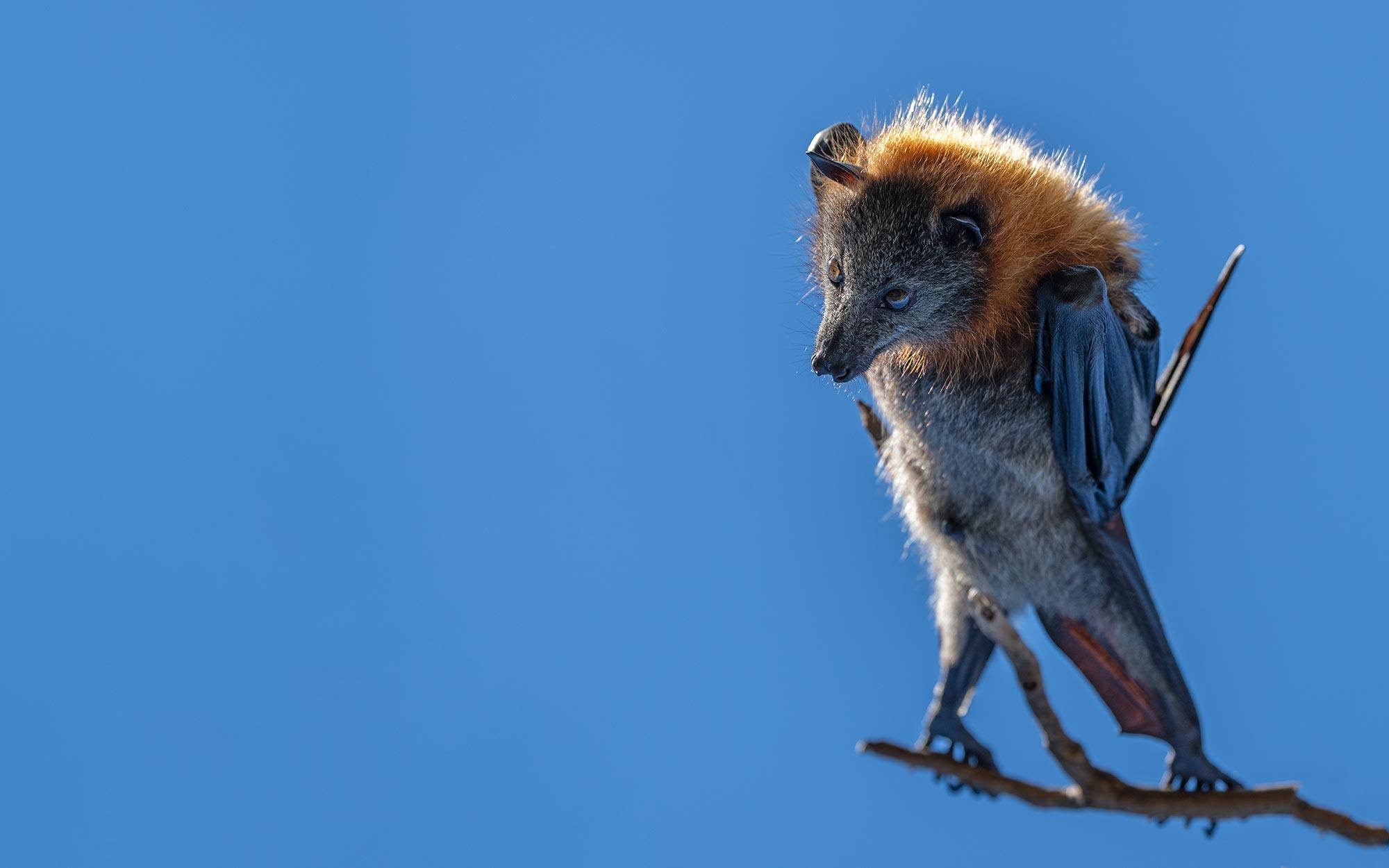 Die schrägste Fotosafari Australiens: Warum Flughunde plötzlich auf Ast-Party machen.