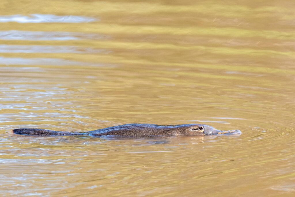 Das Rätsel der Evolution: Geheimnisvolle Begegnungen mit dem Schnabeltier auf Tasmanien.