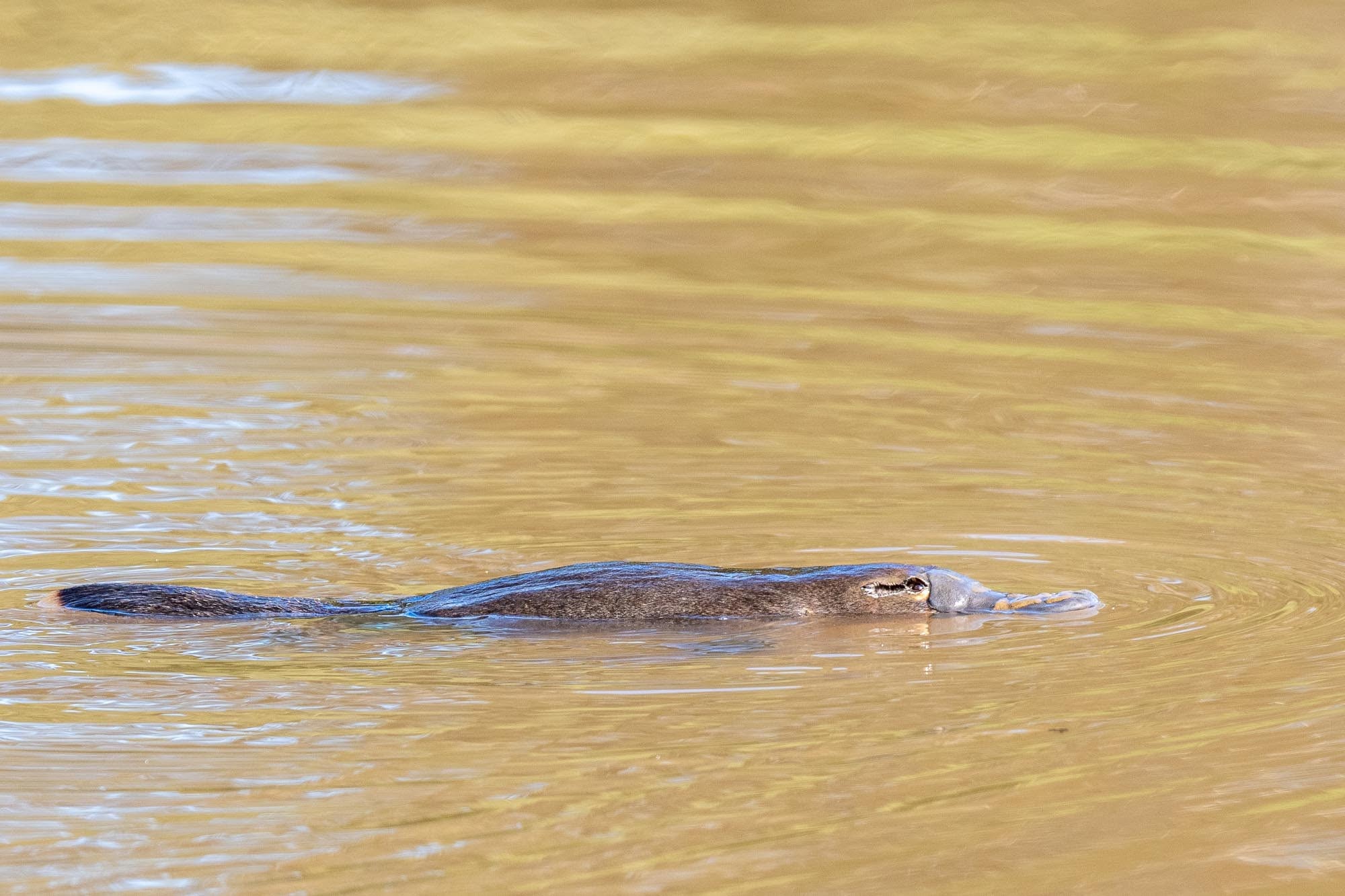 Das Rätsel der Evolution: Geheimnisvolle Begegnungen mit dem Schnabeltier auf Tasmanien.