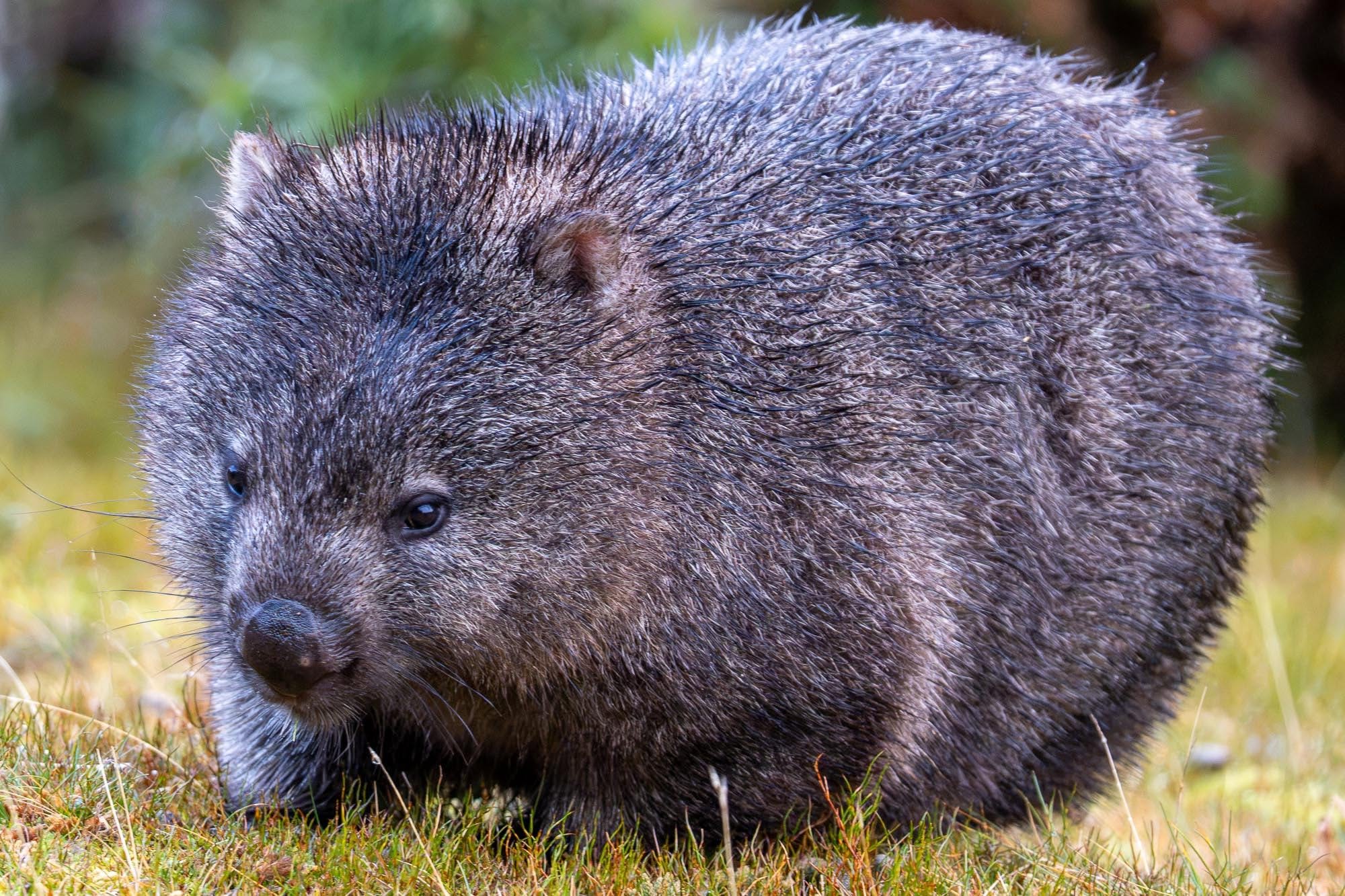 Wombat-Fotofieber auf Tasmanien: Regen, eiskalte Ohren und kugelrunde Dickschädel.