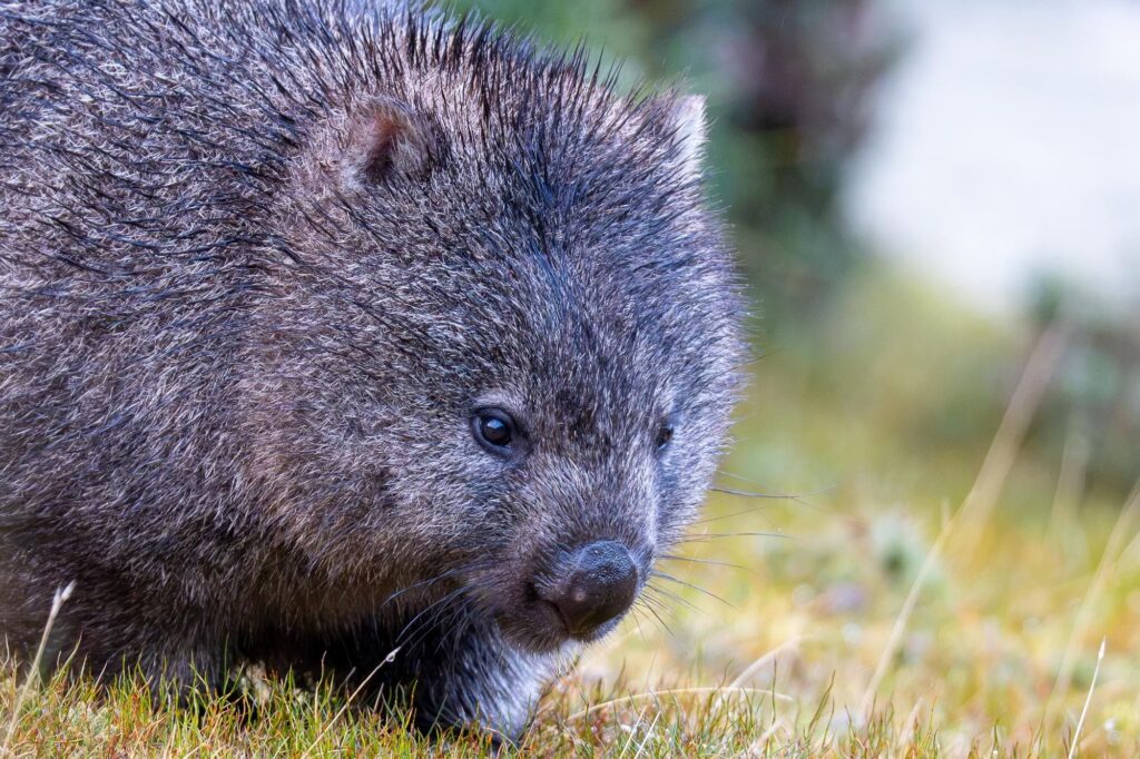 Wombat-Fotofieber auf Tasmanien: Regen, eiskalte Ohren und kugelrunde Dickschädel.