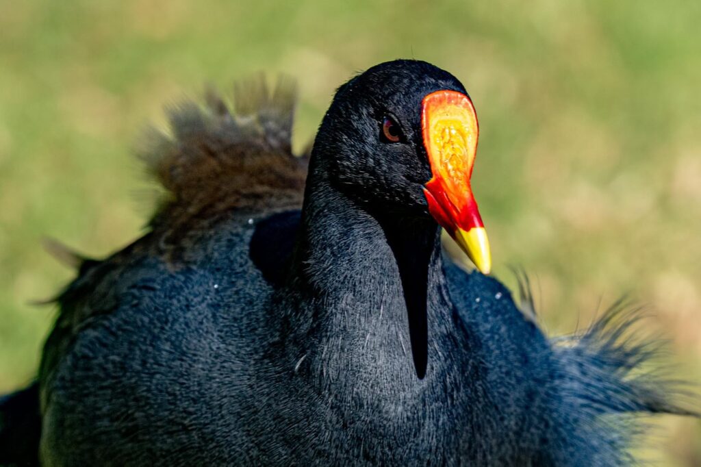 Das Lied der schillernden Schwingen: Australiens Vogelwelt.