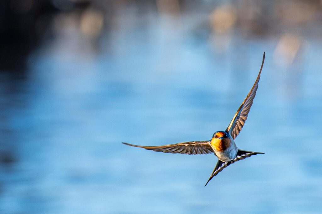 Das Lied der schillernden Schwingen: Australiens Vogelwelt.
