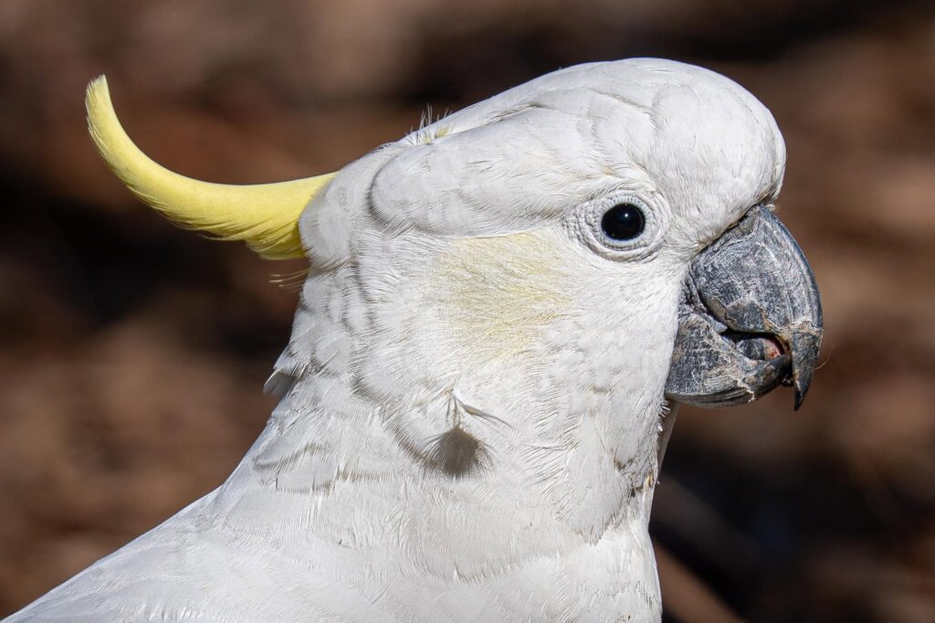 Das Lied der schillernden Schwingen: Australiens Vogelwelt.