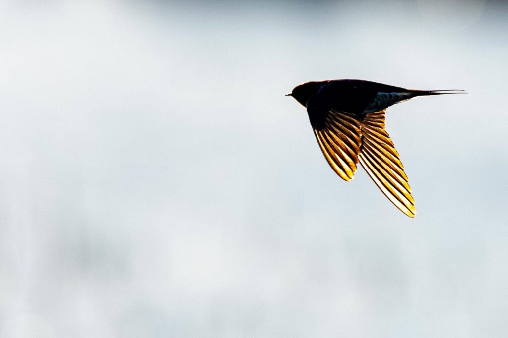 Das Lied der schillernden Schwingen: Australiens Vogelwelt.