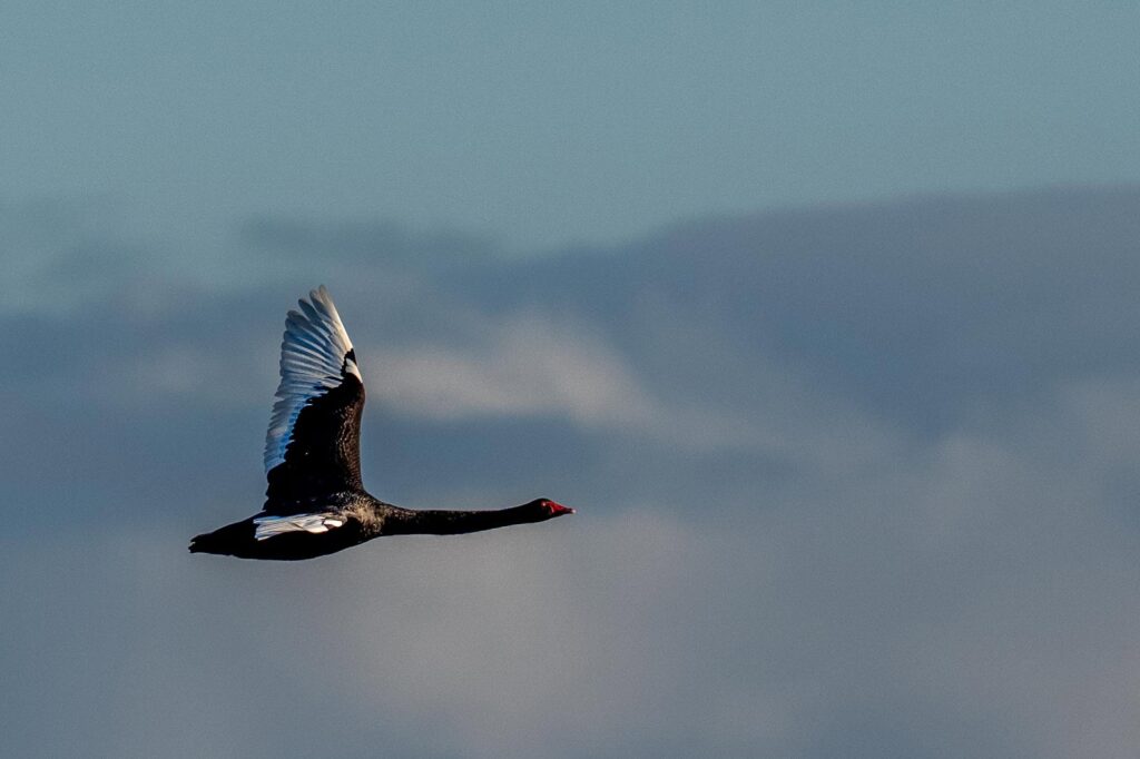 Das Lied der schillernden Schwingen: Australiens Vogelwelt.