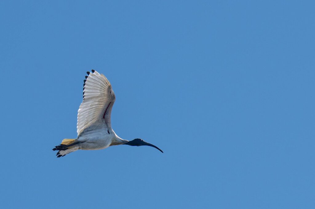 Das Lied der schillernden Schwingen: Australiens Vogelwelt.