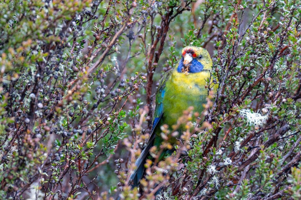 Das Lied der schillernden Schwingen: Australiens Vogelwelt.
