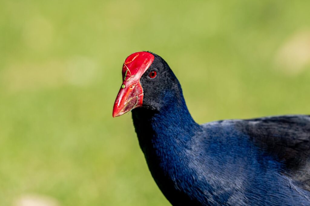 Das Lied der schillernden Schwingen: Australiens Vogelwelt.