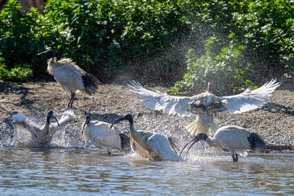 Das Lied der schillernden Schwingen: Australiens Vogelwelt.