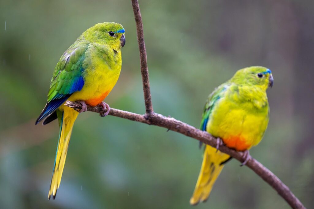 Das Lied der schillernden Schwingen: Australiens Vogelwelt.