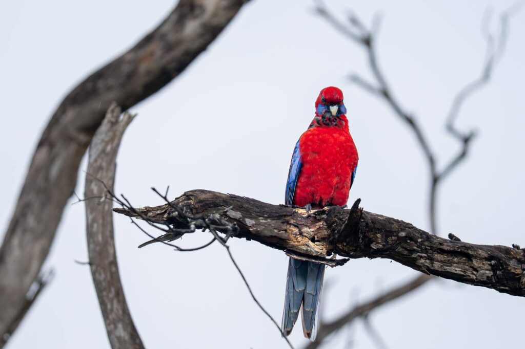 Das Lied der schillernden Schwingen: Australiens Vogelwelt.