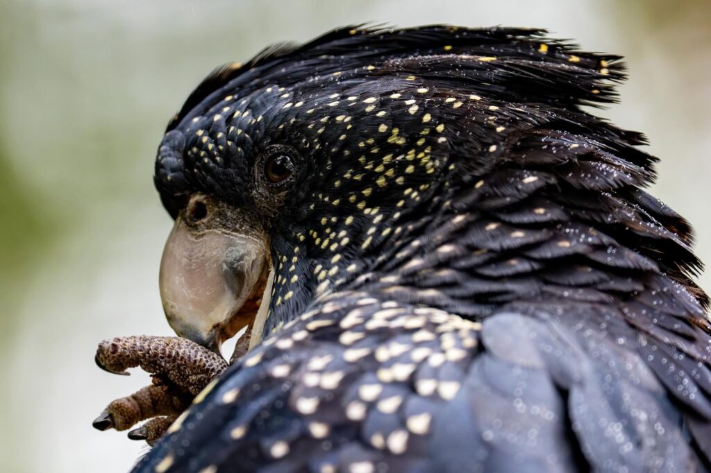 Das Lied der schillernden Schwingen: Australiens Vogelwelt.