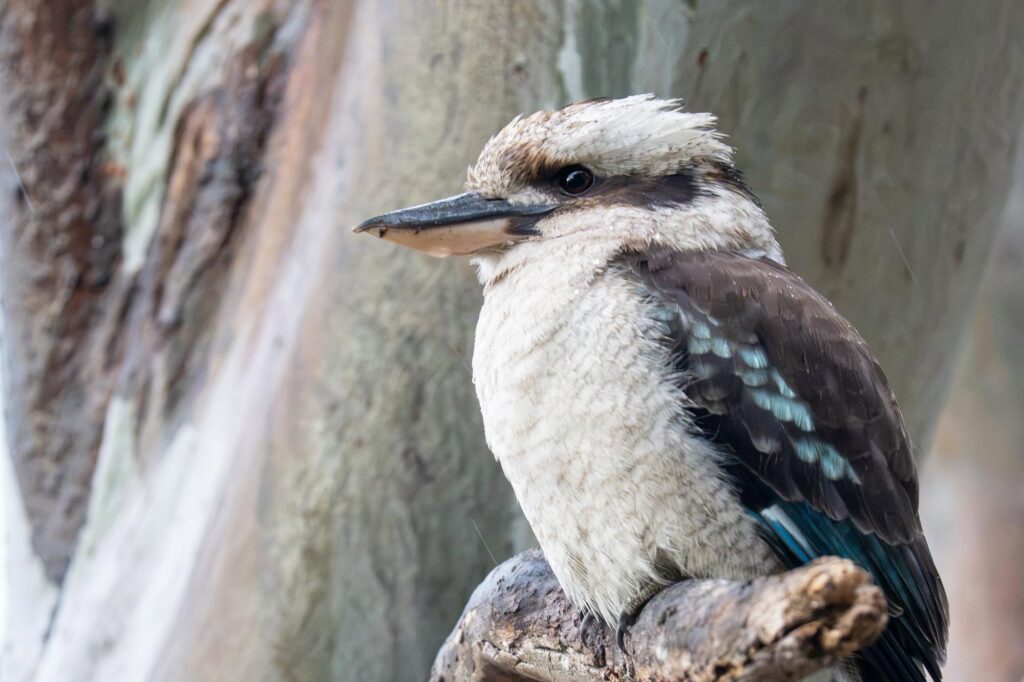 Das Lied der schillernden Schwingen: Australiens Vogelwelt.