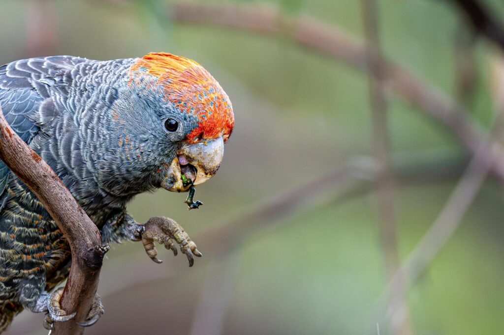 Das Lied der schillernden Schwingen: Australiens Vogelwelt.