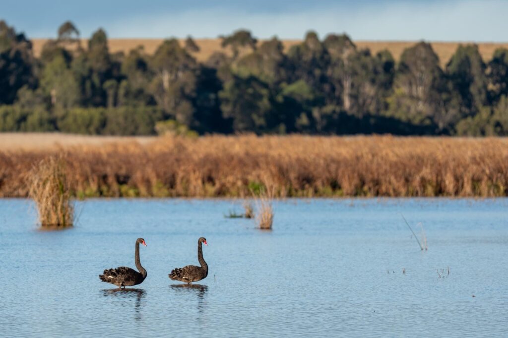 Das Lied der schillernden Schwingen: Australiens Vogelwelt.